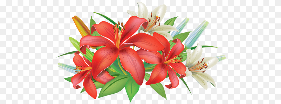 Lilium, Flower, Flower Arrangement, Flower Bouquet, Plant Free Transparent Png