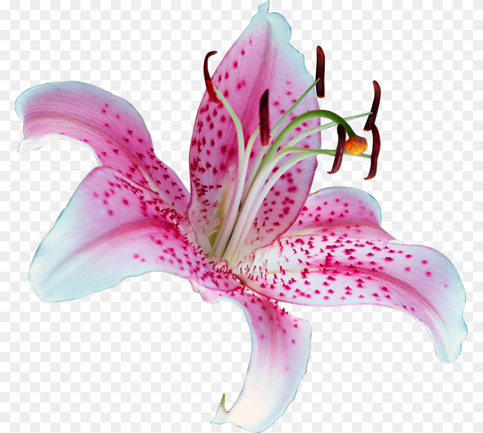 Lilium, Flower, Plant, Pollen, Lily Free Png