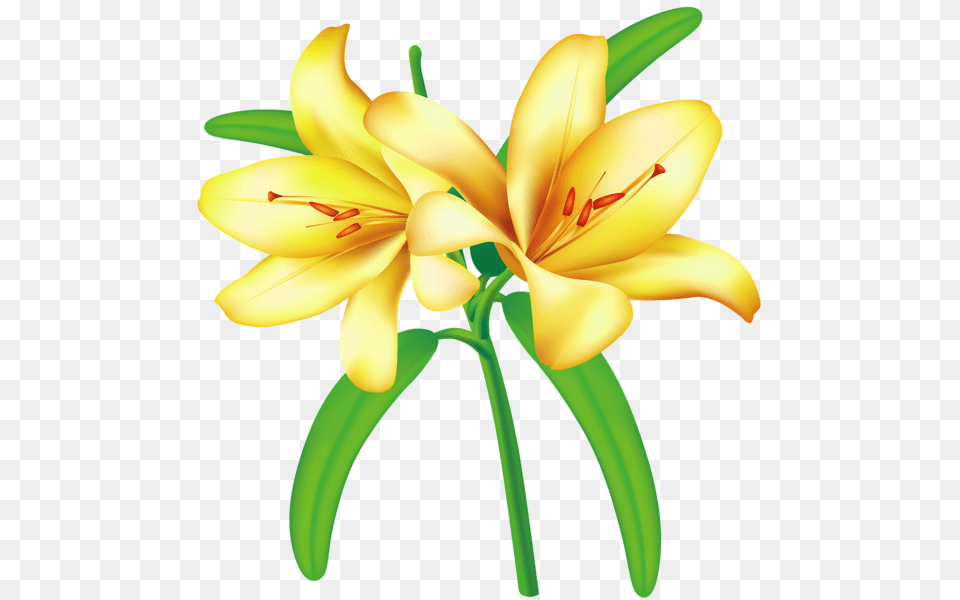 Lilium, Anther, Flower, Lily, Plant Png