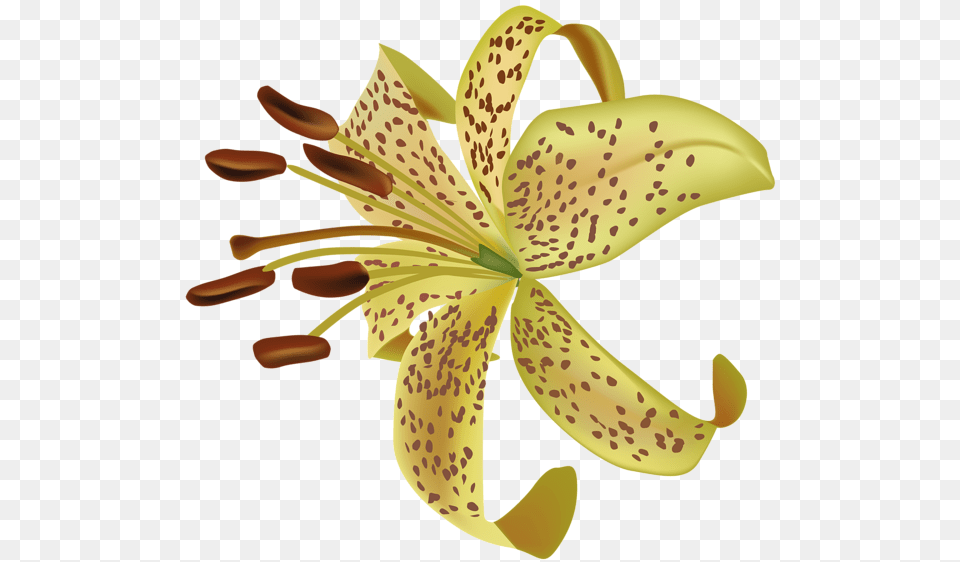 Lilium, Anther, Flower, Lily, Plant Free Png