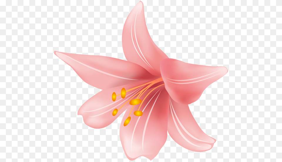 Lilium, Anther, Flower, Plant, Lily Free Transparent Png