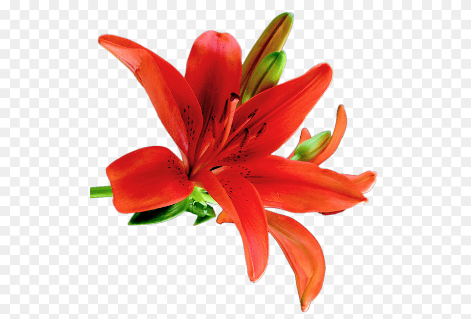 Lilium, Flower, Plant, Lily Free Png Download