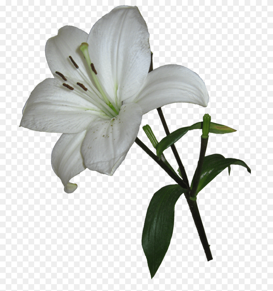 Lilium, Flower, Plant, Lily Png