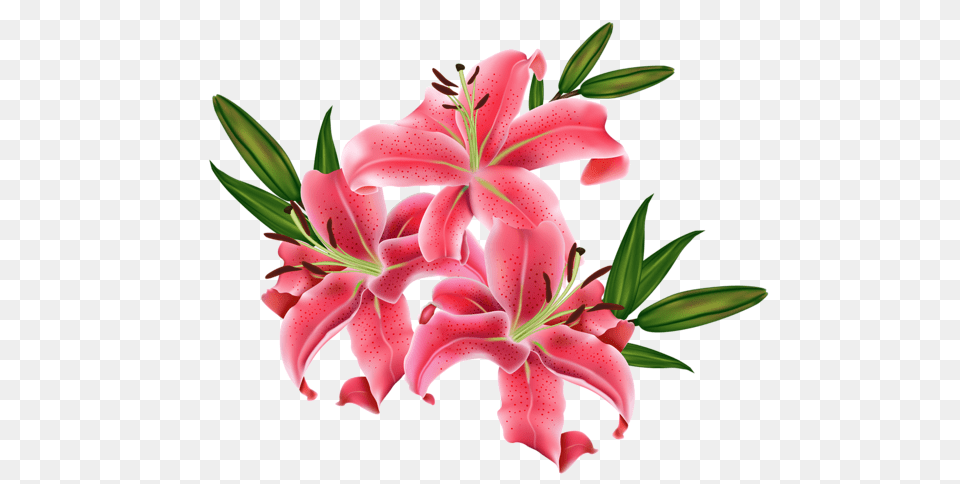 Lilium, Flower, Plant, Lily, Petal Png Image