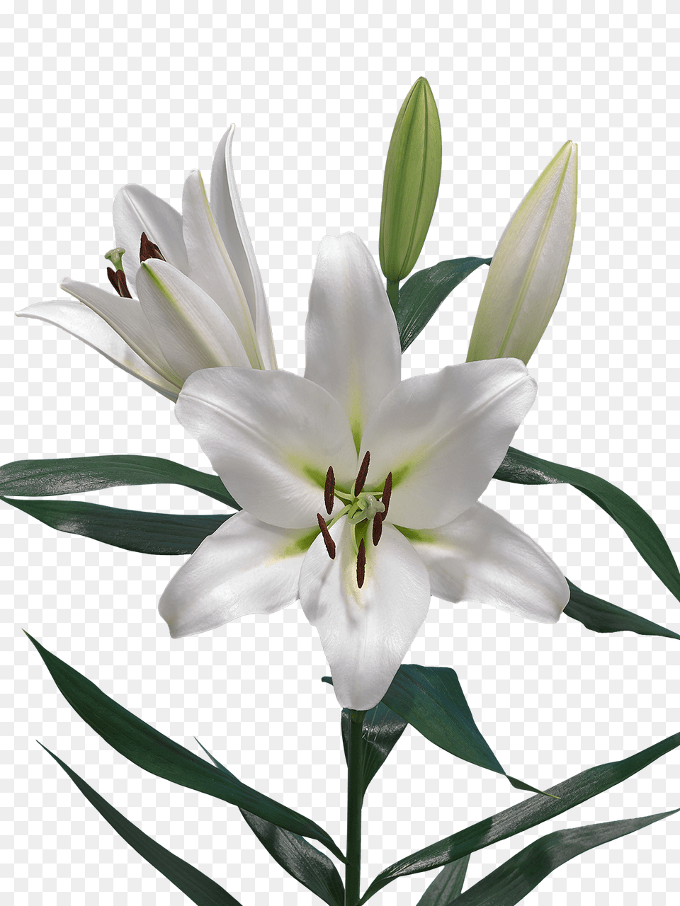 Lilium, Flower, Plant, Lily Png