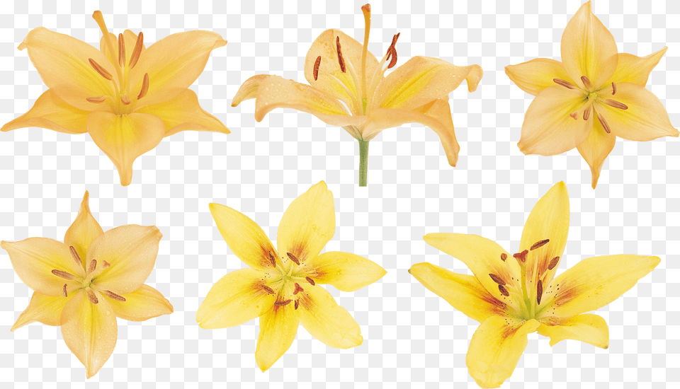 Lilium Png Image