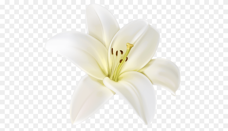 Lilium, Anther, Flower, Lily, Plant Free Png