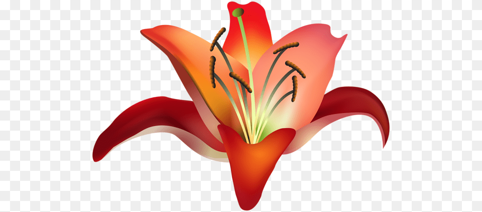 Lilium, Flower, Plant, Lily, Anther Free Transparent Png