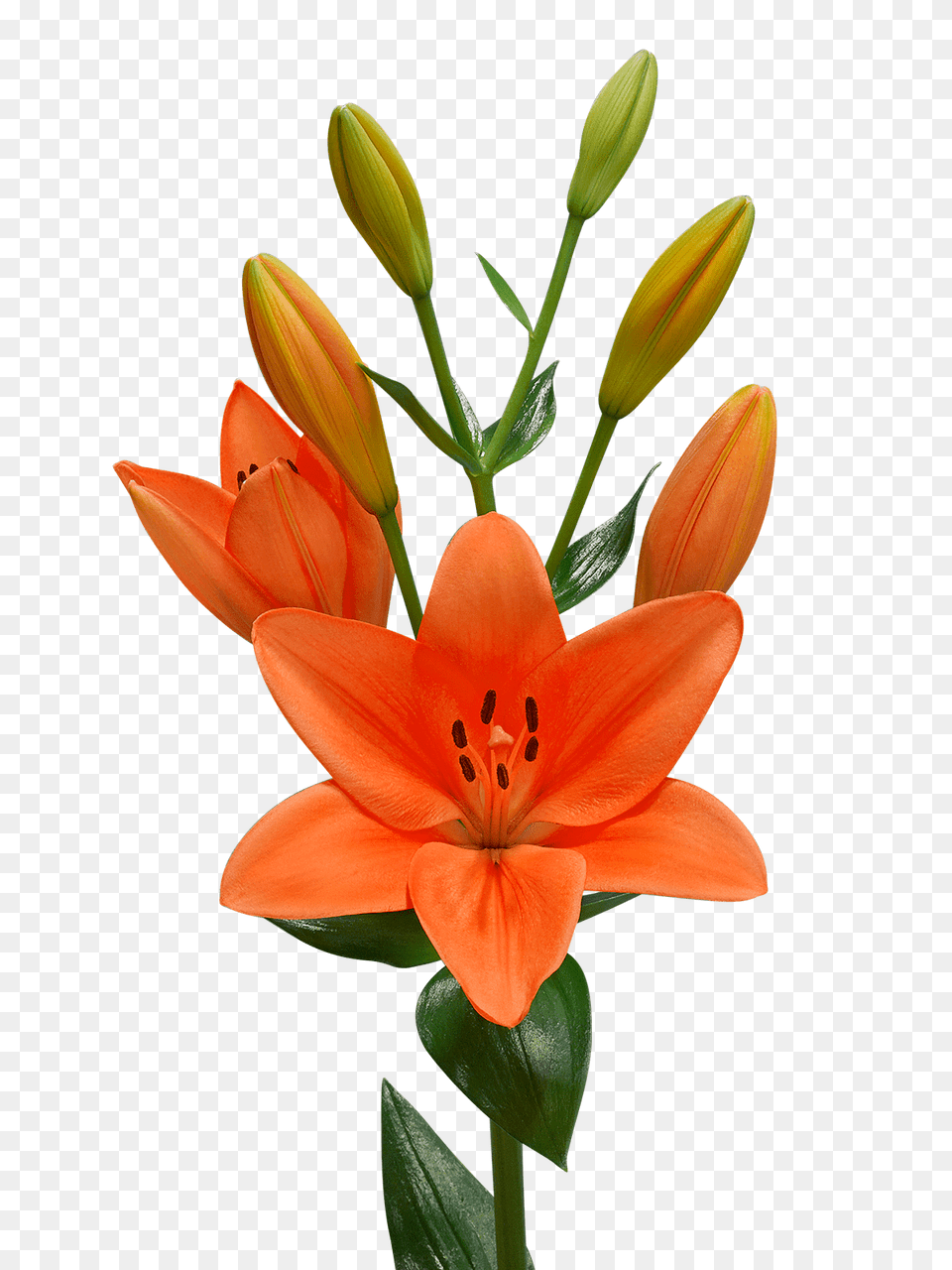 Lilium, Flower, Plant, Lily, Anther Png