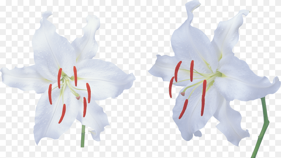 Lilium, Anther, Flower, Plant, Lily Png Image