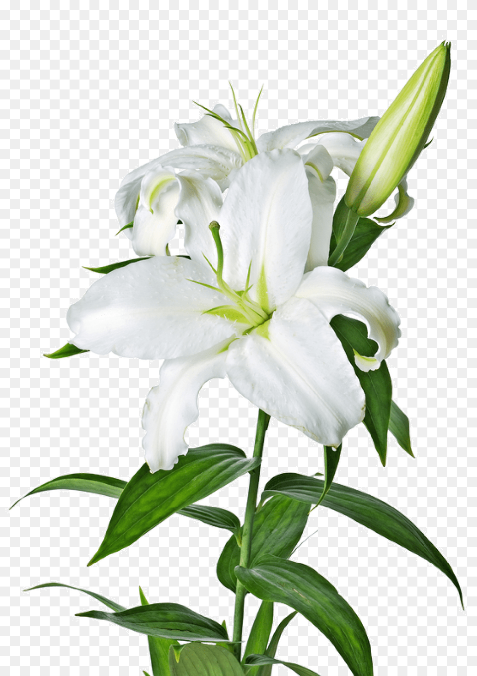 Lilium, Flower, Plant, Lily Free Png Download