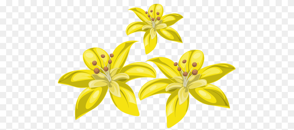 Lilium, Anther, Flower, Plant, Daffodil Png