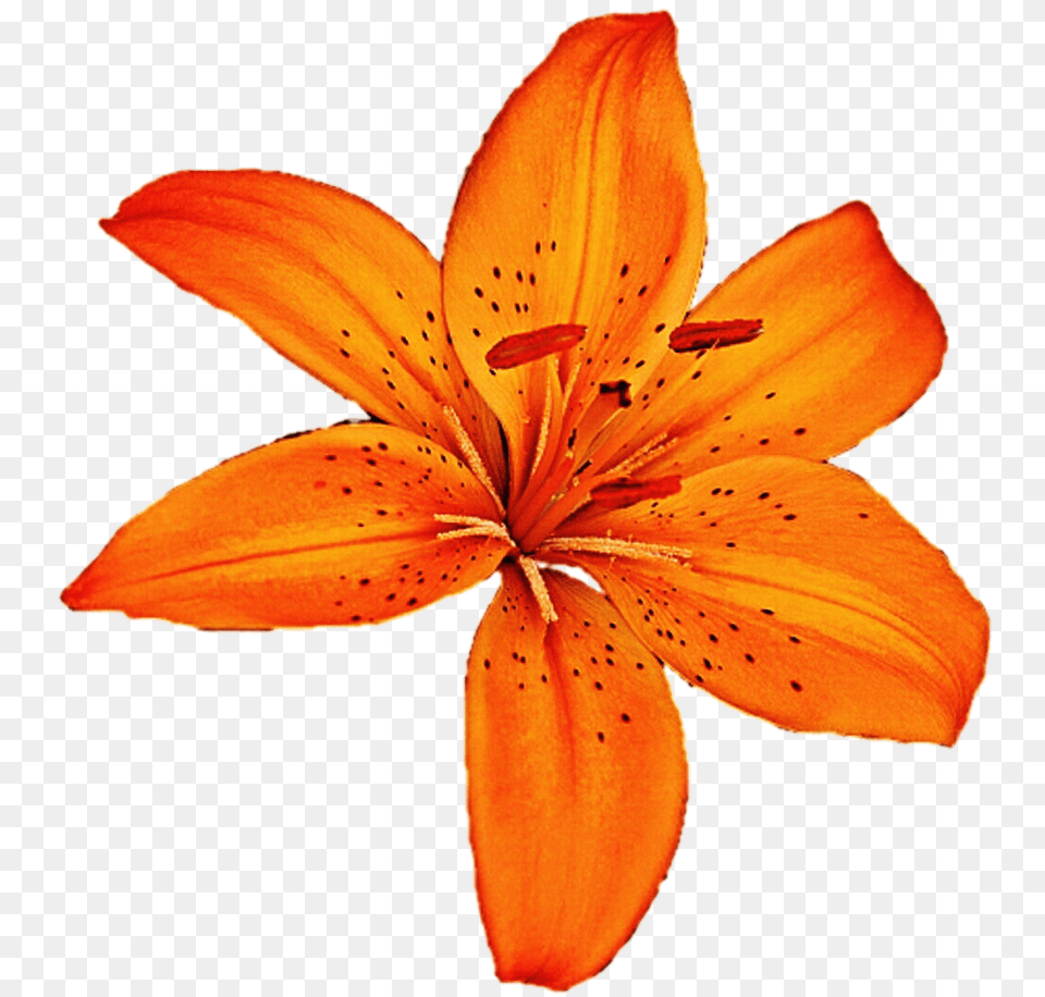 Lilium, Flower, Plant, Lily, Petal Free Png Download