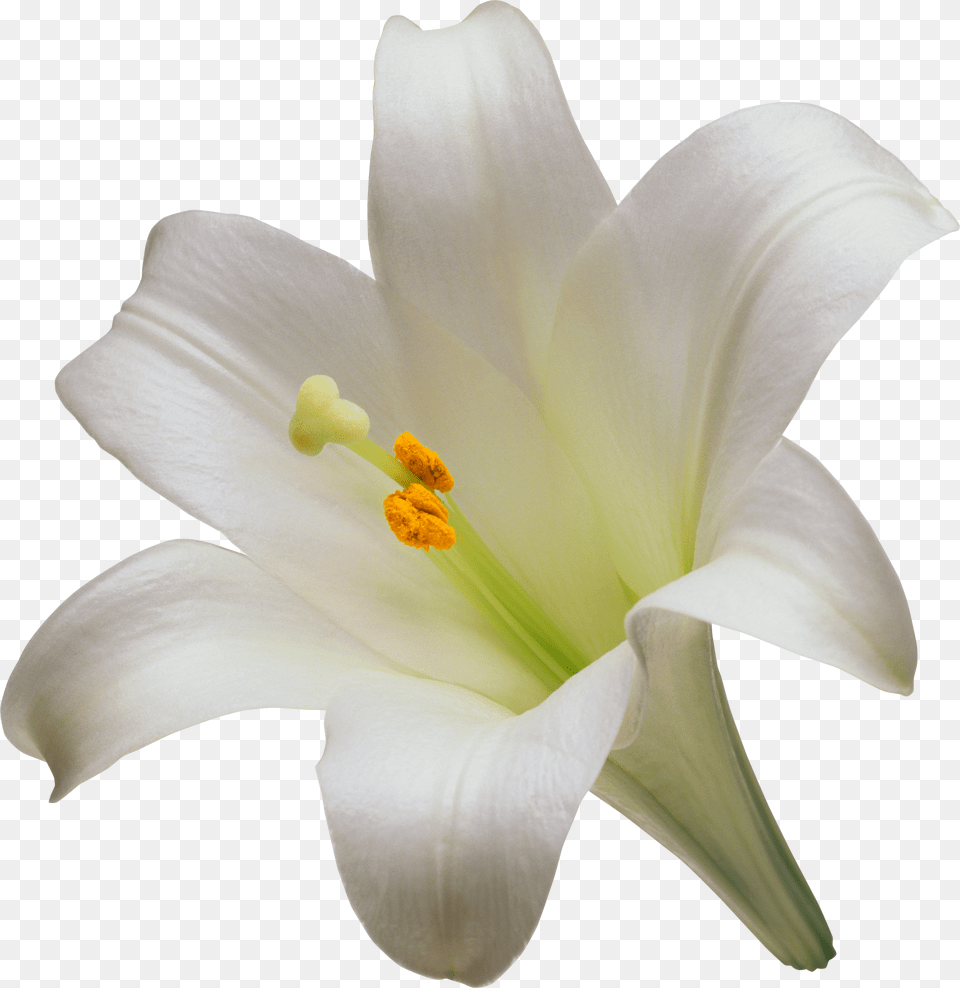 Lilium, Flower, Plant, Lily, Rose Free Png