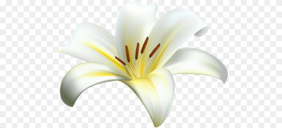 Lilium, Anther, Flower, Lily, Plant Png Image