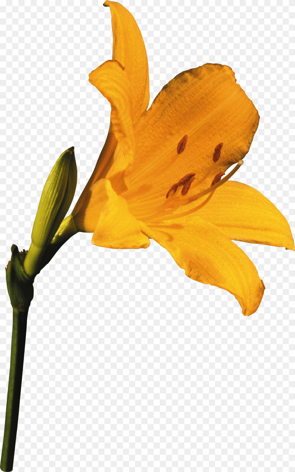 Lilium Free Png Download