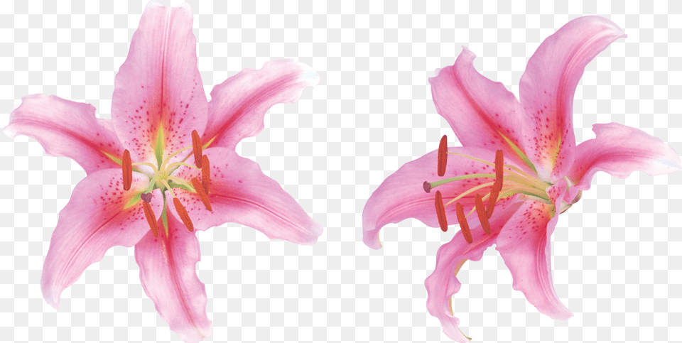 Lilium, Anther, Flower, Plant, Lily Png