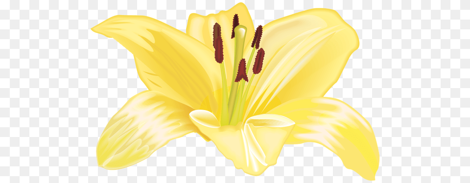 Lilium, Anther, Flower, Plant, Lily Free Png