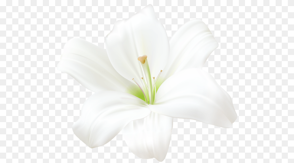 Lilium, Anther, Flower, Plant, Lily Free Png Download