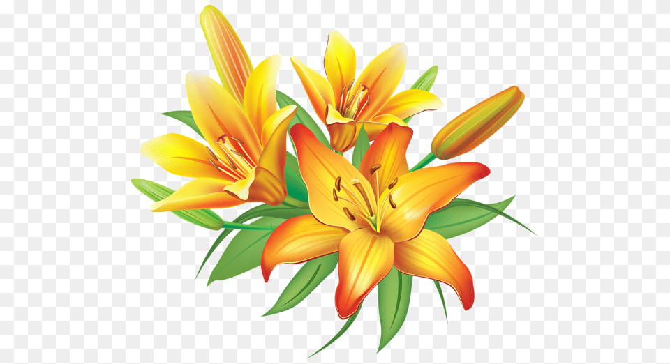 Lilium, Flower, Plant, Flower Arrangement, Flower Bouquet Free Png
