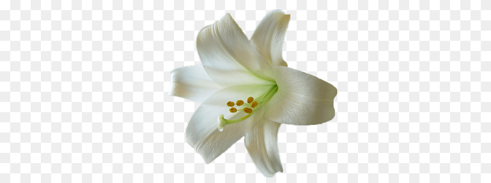 Lilium, Flower, Plant, Lily Free Transparent Png