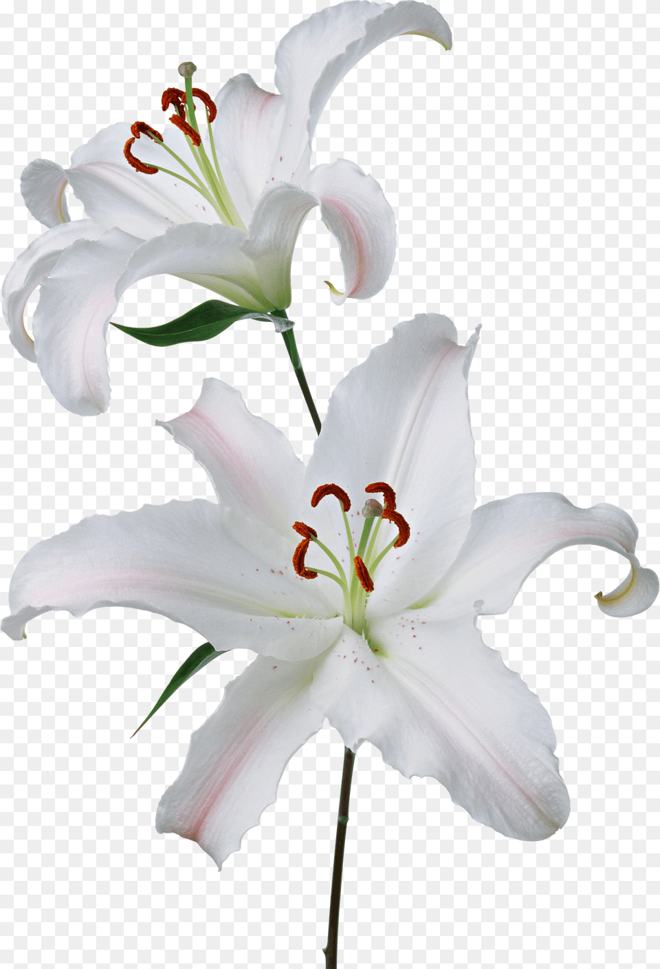 Lilium, Anther, Flower, Plant, Lily Free Png
