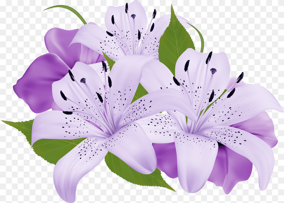 Lilium, Anther, Flower, Plant, Lily Free Png Download