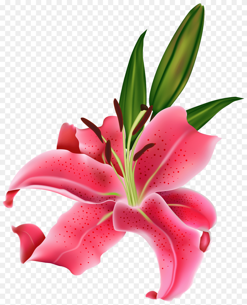 Lilium, Flower, Plant, Lily, Petal Png