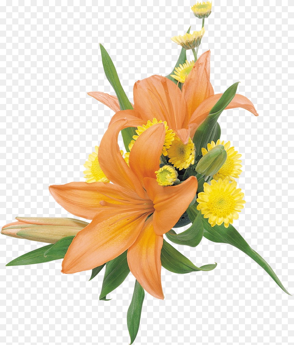 Lilium, Flower, Flower Arrangement, Flower Bouquet, Plant Free Png
