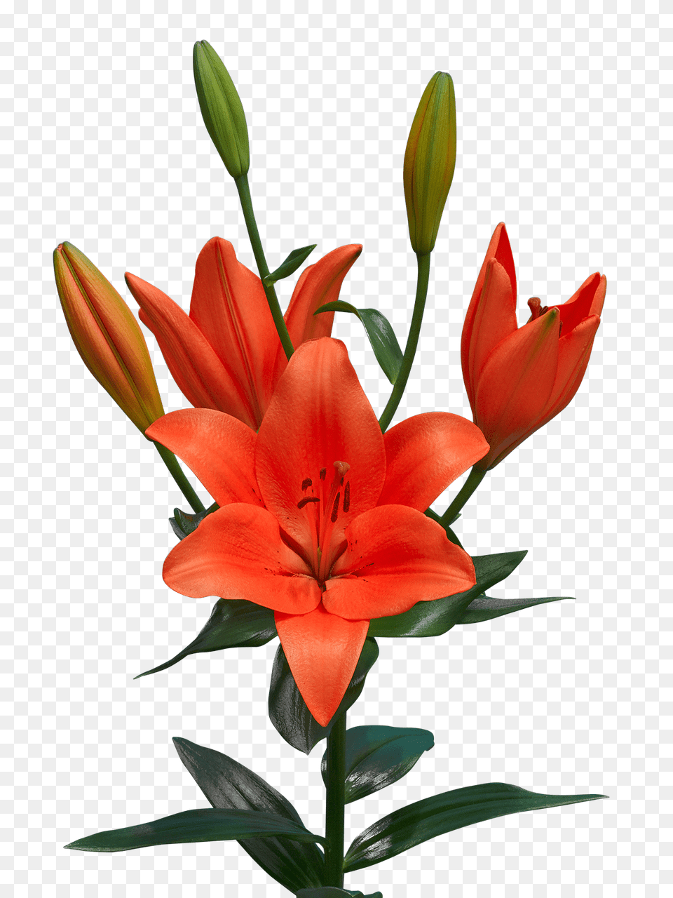 Lilium, Flower, Plant, Lily Png Image