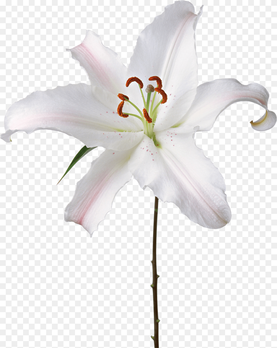 Lilium, Anther, Flower, Plant, Lily Free Png Download