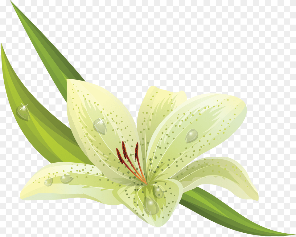 Lilium, Anther, Flower, Plant, Lily Free Transparent Png