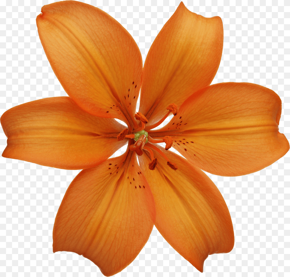 Lilium, Flower, Plant, Lily, Petal Free Png