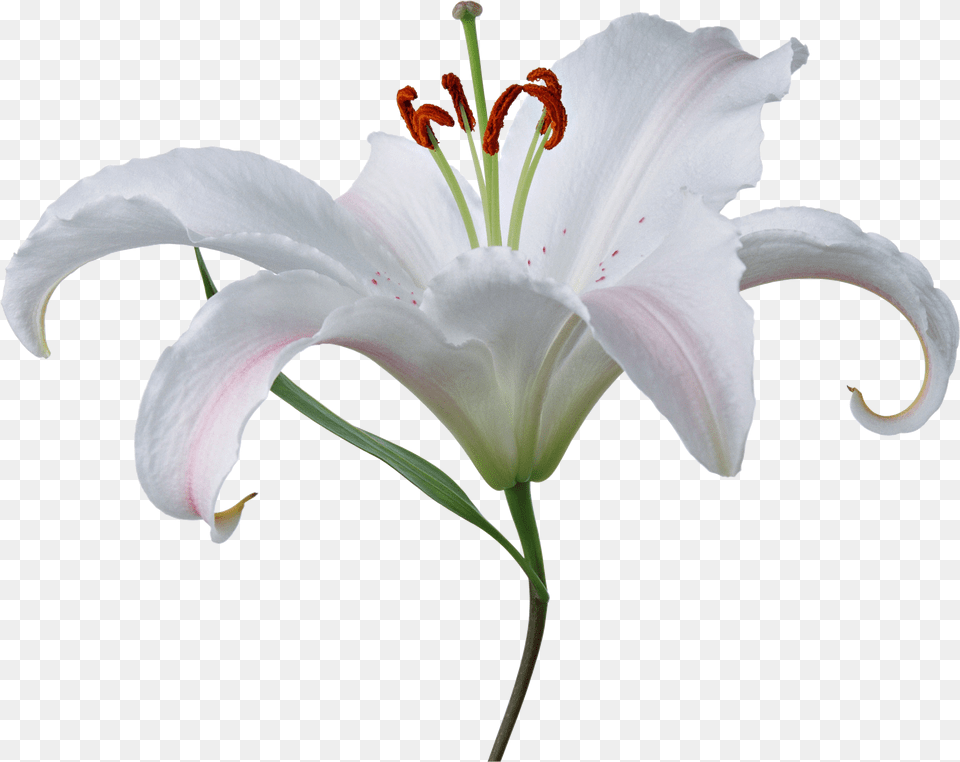 Lilium, Anther, Flower, Plant, Lily Png