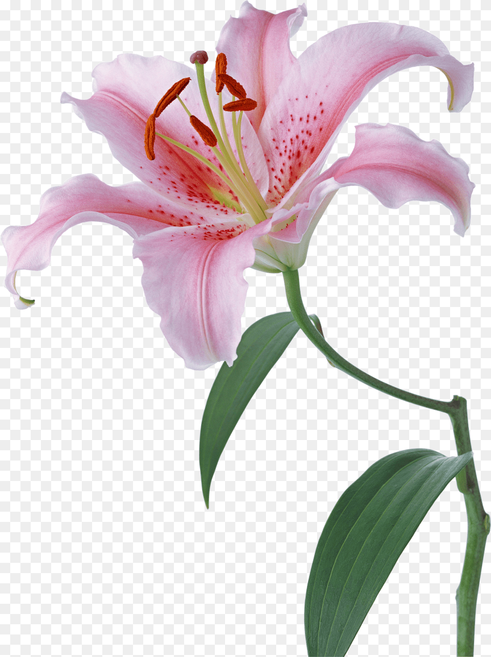 Lilium, Flower, Plant, Lily, Anther Png Image