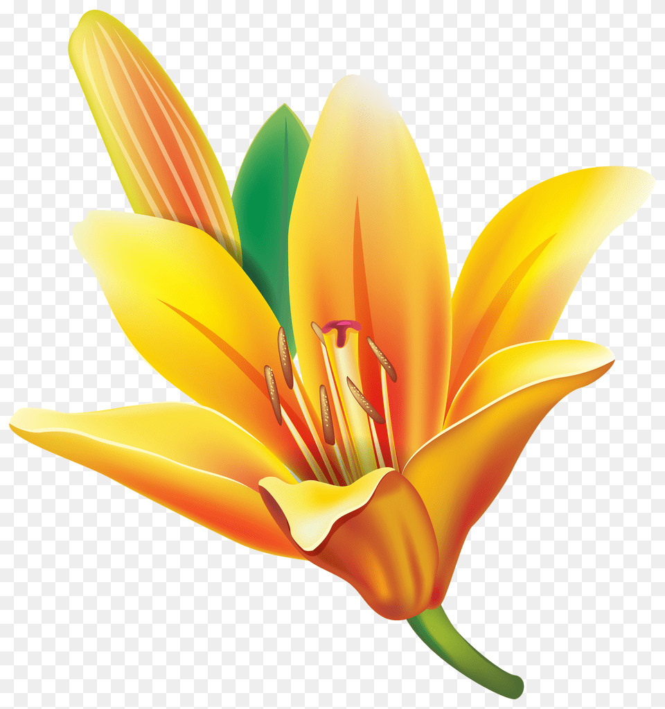 Lilium, Flower, Plant, Anther, Lily Free Transparent Png