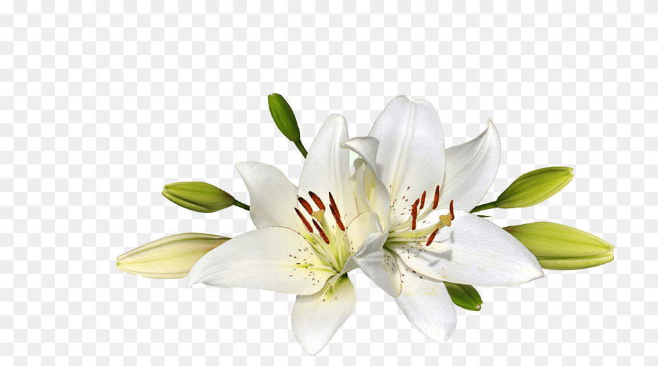 Lilium, Flower, Plant, Anther, Lily Png Image
