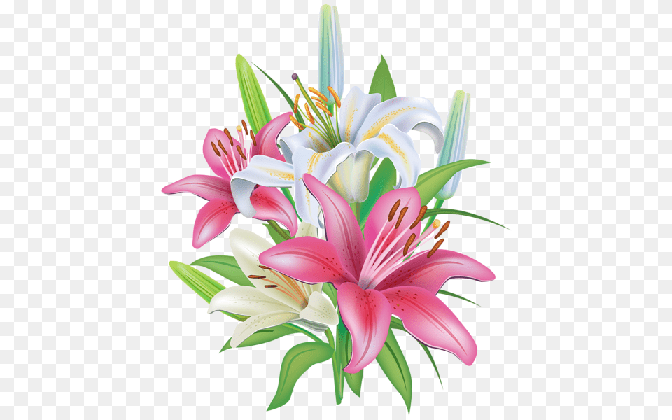 Lilium, Flower, Plant, Anther, Lily Free Png