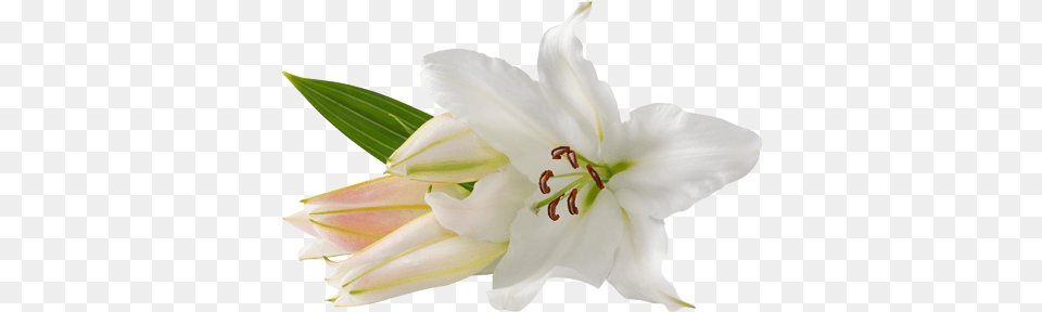 Lilium, Flower, Plant, Lily, Anther Free Png
