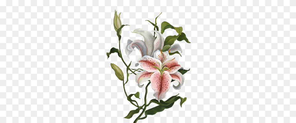 Lilium, Flower, Plant, Lily, Art Free Transparent Png
