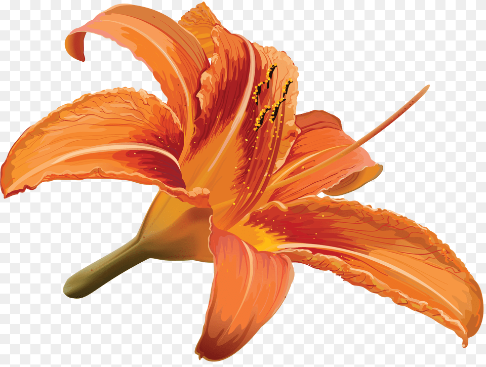 Lilium, Flower, Lily, Plant, Animal Png