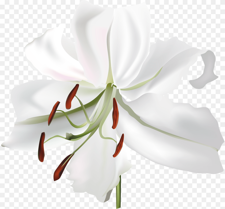 Lilium Png