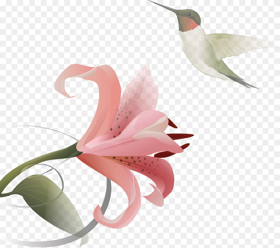 Lilium, Flower, Plant, Animal, Bird Free Transparent Png