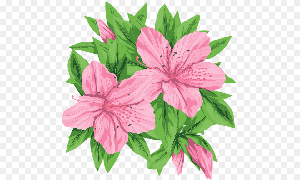 Lilium, Flower, Plant, Hibiscus Free Png Download
