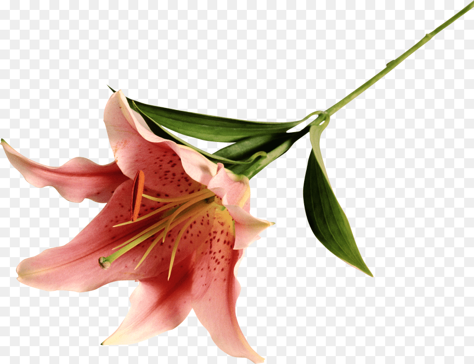 Lilium, Flower, Plant, Lily Free Png Download