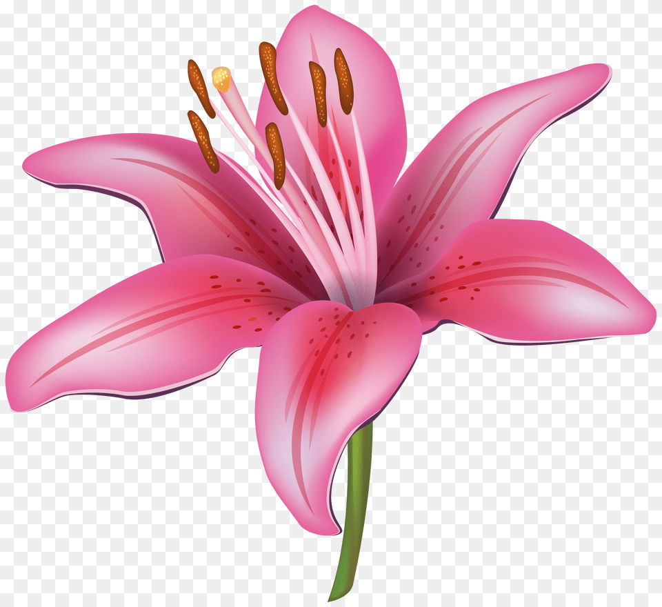 Lilium, Flower, Plant, Anther, Lily Free Png