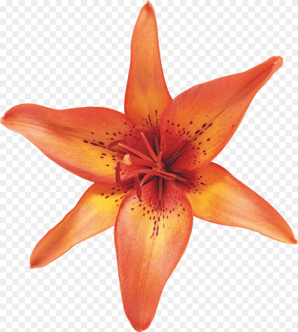 Lilium, Flower, Lily, Plant Png Image