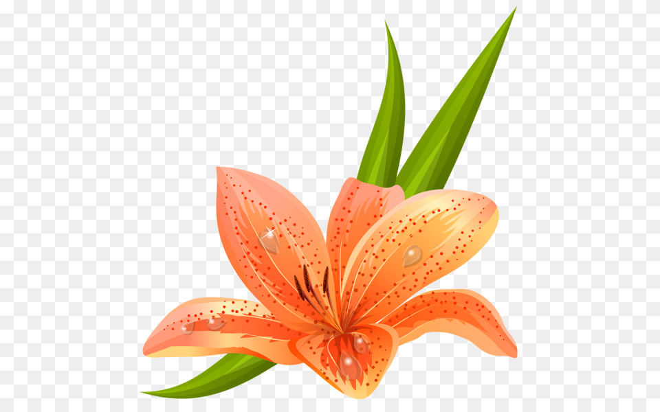 Lilium, Flower, Lily, Plant, Animal Free Png Download