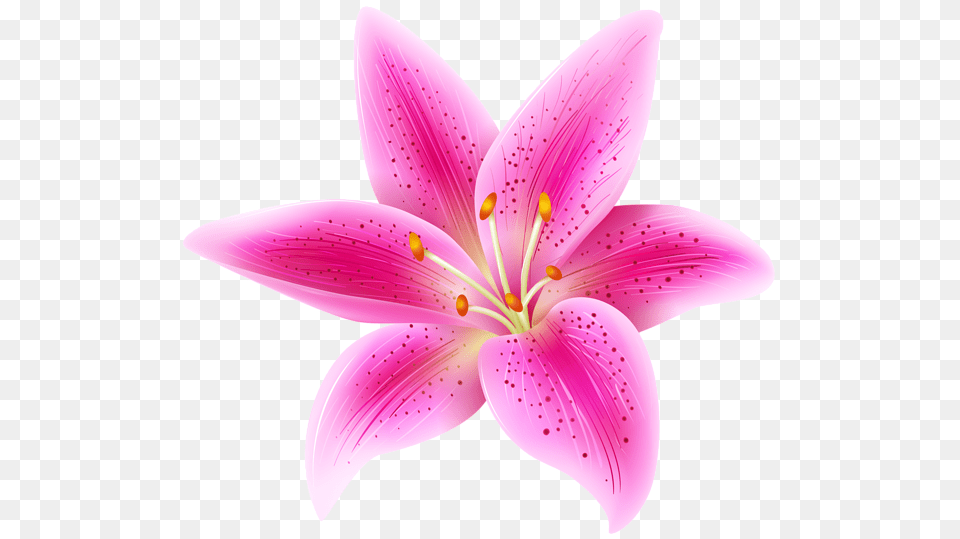 Lilium, Anther, Flower, Petal, Plant Png Image