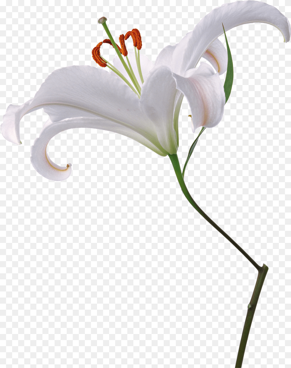 Lilium, Anther, Flower, Plant, Lily Free Png Download